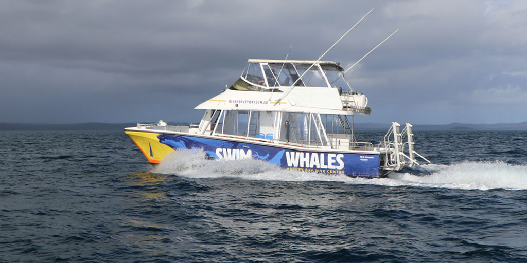 arcadia whale swim boat hervey bay