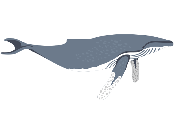 humpback whale